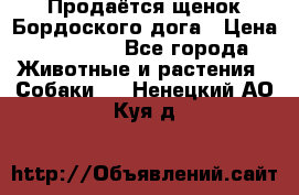 Продаётся щенок Бордоского дога › Цена ­ 37 000 - Все города Животные и растения » Собаки   . Ненецкий АО,Куя д.
